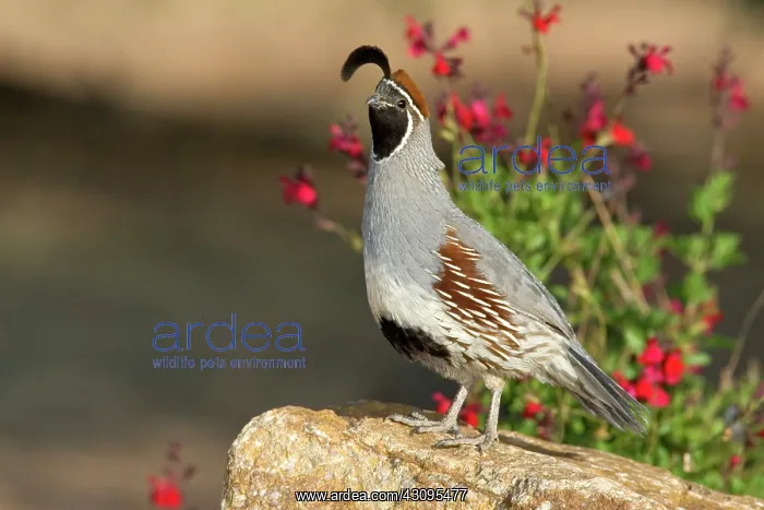 : Male Gambel's Quail : Male Gambel's Quail