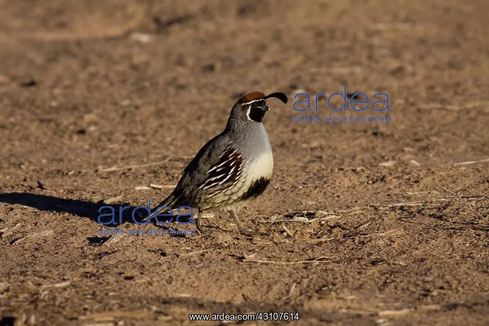 : Male Gambel's Quail : Male Gambel's Quail