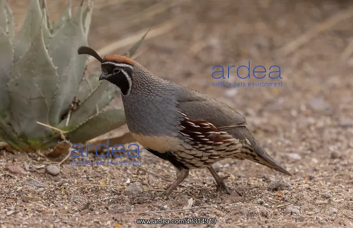 : Male Gambel's quail, Callipepla gambelii, in the : Male Gambel's quail, Callipepla gambelii, in the