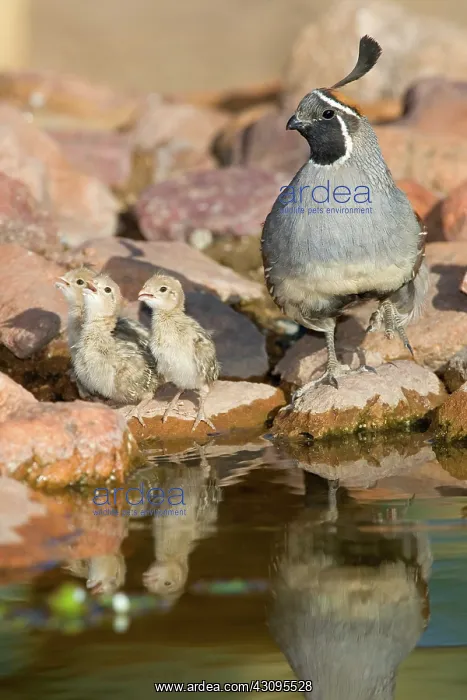 : Male Gambel's Quail with chicks : Male Gambel's Quail with chicks