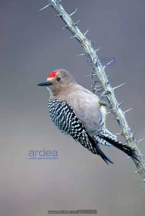 : Male Gila Woodpecker : Male Gila Woodpecker