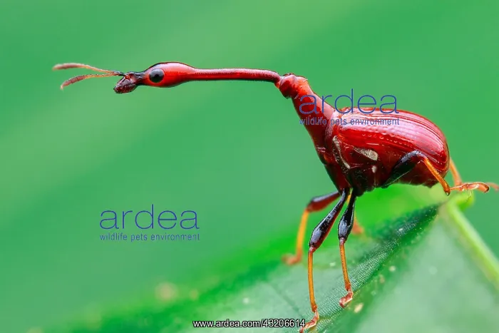 : Male giraffe weevil or leaf rolling weevil (Trachelophorus : Male giraffe weevil or leaf rolling weevil (Trachelophorus