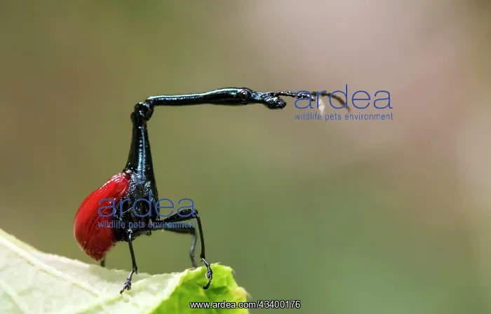  : Male giraffe weevil (Trachelophorus giraffa) from
