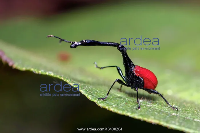 : Male giraffe weevil (Trachelophorus giraffa) from : Male giraffe weevil (Trachelophorus giraffa) from