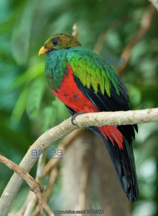 : Male Golden-headed Quetzal : Male Golden-headed Quetzal