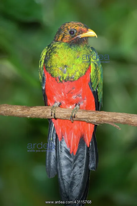 : Male Golden-headed Quetzal : Male Golden-headed Quetzal