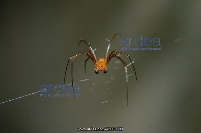 : Male Golden Weaver Spider on web - Klungkung, Bali : Male Golden Weaver Spider on web - Klungkung, Bali