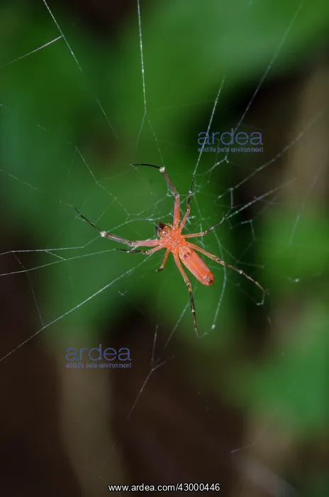 : Male Golden Weaver Spider on web - Klungkung, Bali : Male Golden Weaver Spider on web - Klungkung, Bali