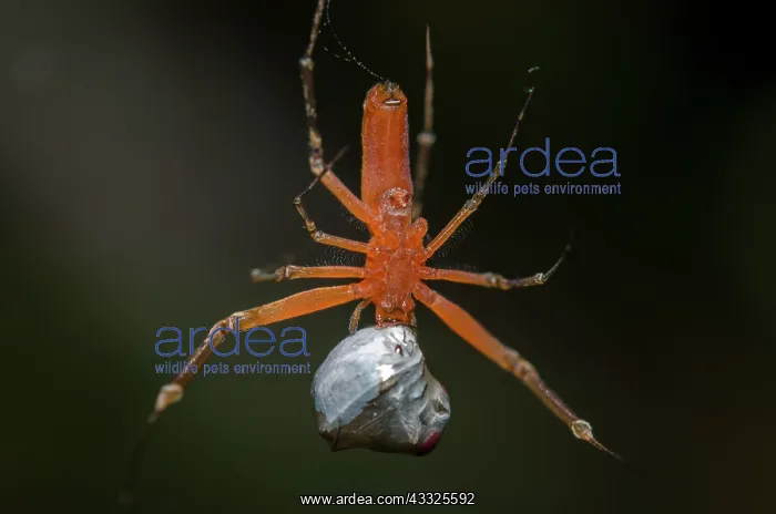 : Male Golden Weaver Spider - on web with prey wrapped : Male Golden Weaver Spider - on web with prey wrapped