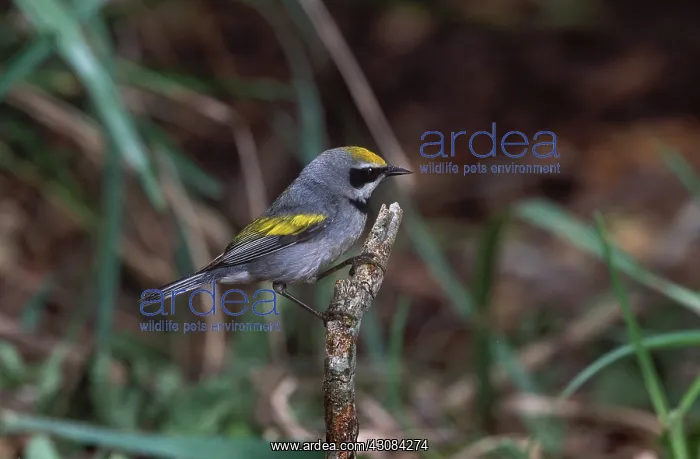 : Male Golden-winged Warbler : Male Golden-winged Warbler