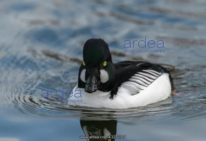 : Male Goldeneye, Bucephala clangula, on lake in winter : Male Goldeneye, Bucephala clangula, on lake in winter