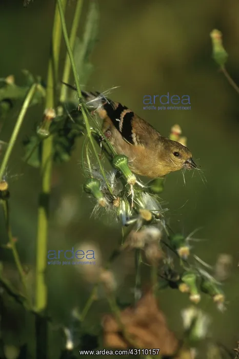 : Male Goldfinch in Fall : Male Goldfinch in Fall