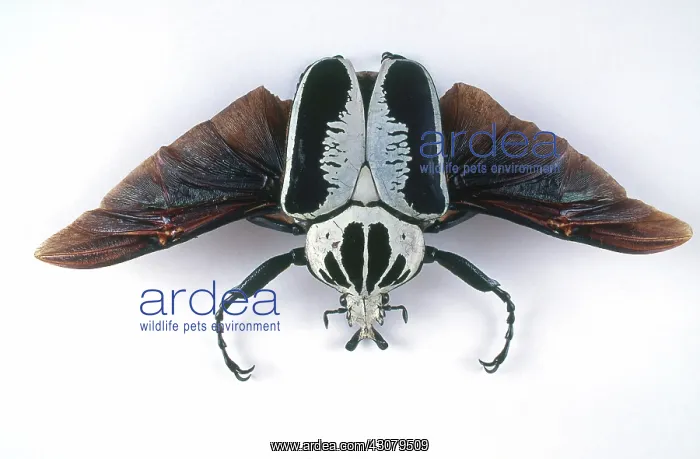: Male Goliath Beetle : Male Goliath Beetle