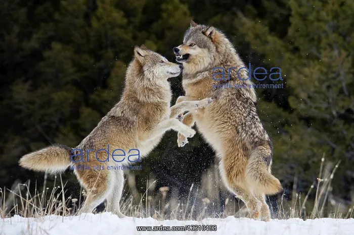 : Two male Gray wolves (Canis lupus), rank fights : Two male Gray wolves (Canis lupus), rank fights