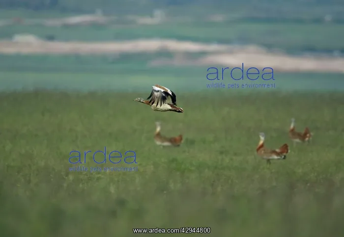 : Male Great Bustard in flight at first light : Male Great Bustard in flight at first light