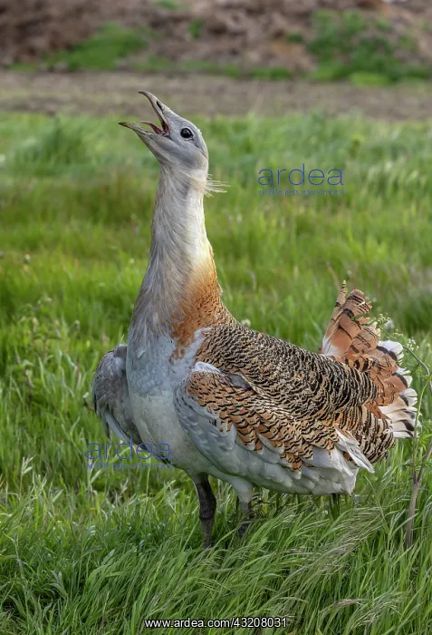 : Male Great bustard, Otis tarda, beginning to dis : Male Great bustard, Otis tarda, beginning to dis