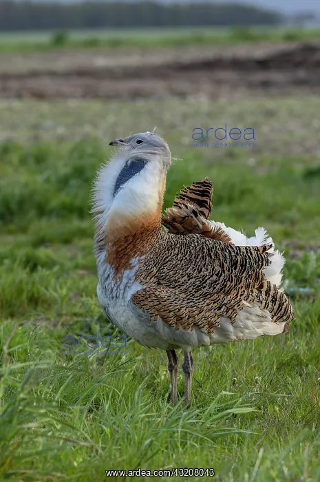 : Male Great bustard, Otis tarda, beginning to dis : Male Great bustard, Otis tarda, beginning to dis