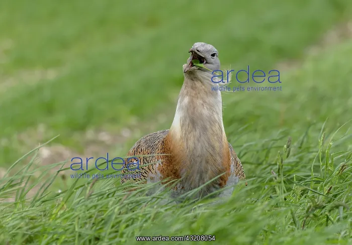 : Male Great bustard, Otis tarda, in open grasslan : Male Great bustard, Otis tarda, in open grasslan