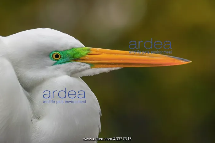 : Male Great egret in breeding plumage, Merritt Island : Male Great egret in breeding plumage, Merritt Island