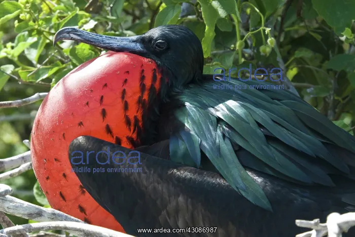 : Male great frigatebird : Male great frigatebird