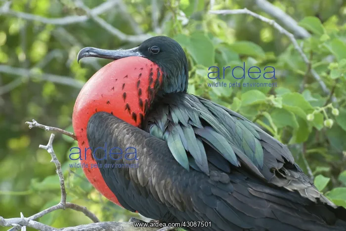 : Male great frigatebird : Male great frigatebird