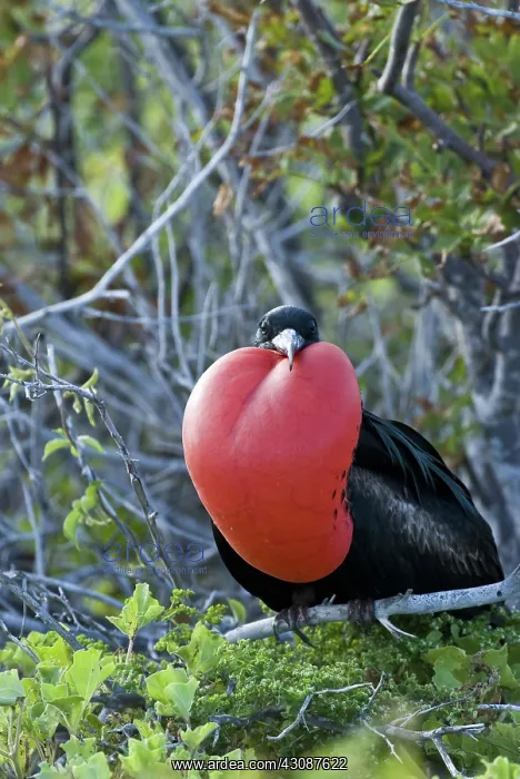 : Male great frigatebird : Male great frigatebird