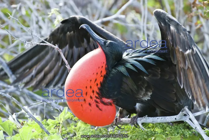 : Male great frigatebird : Male great frigatebird