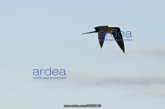  : Male great frigatebird