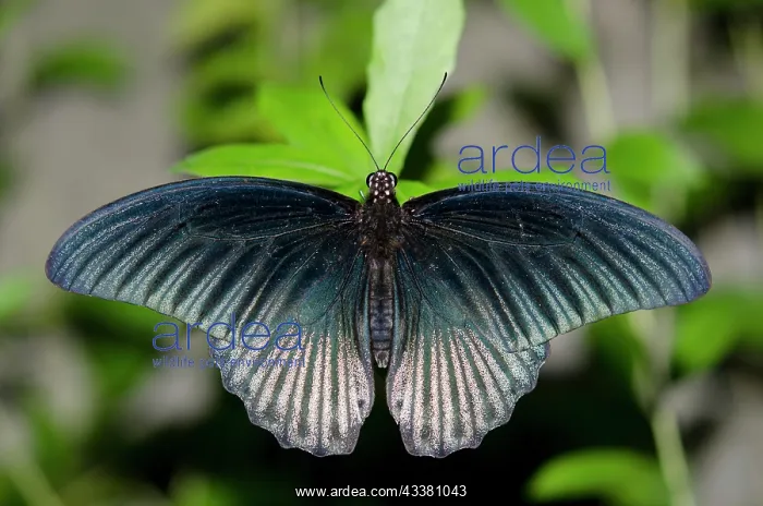 : Male Great Mormon Swallowtail Butterfly : Male Great Mormon Swallowtail Butterfly