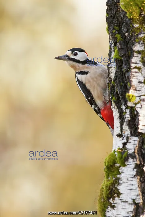 : Male Great Spotted Woodpecker on a birch trunk : Male Great Spotted Woodpecker on a birch trunk