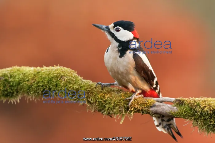 : Male Great Spotted Woodpecker on a mossy branch : Male Great Spotted Woodpecker on a mossy branch