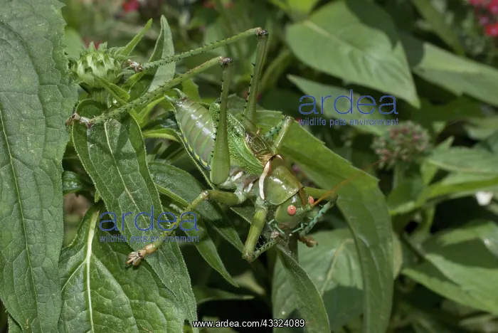 : Male greater arid land katydid : Male greater arid land katydid