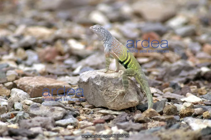 : Male Greater Earless Lizard : Male Greater Earless Lizard