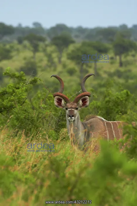 : Male greater kudu (Tragelaphus strepsiceros) : Male greater kudu (Tragelaphus strepsiceros)