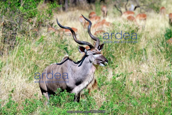 : Male greater kudu (Tragelaphus strepsiceros) : Male greater kudu (Tragelaphus strepsiceros)