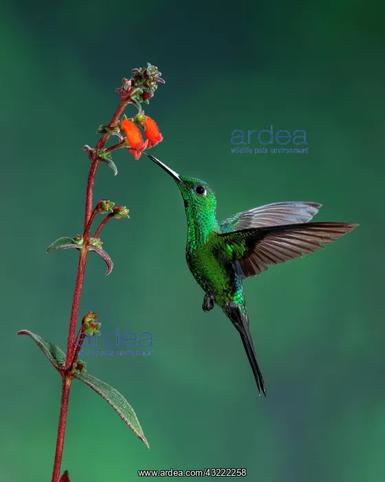 : A male Green-crowned Brilliant (Heliodoxa jacula) : A male Green-crowned Brilliant (Heliodoxa jacula)
