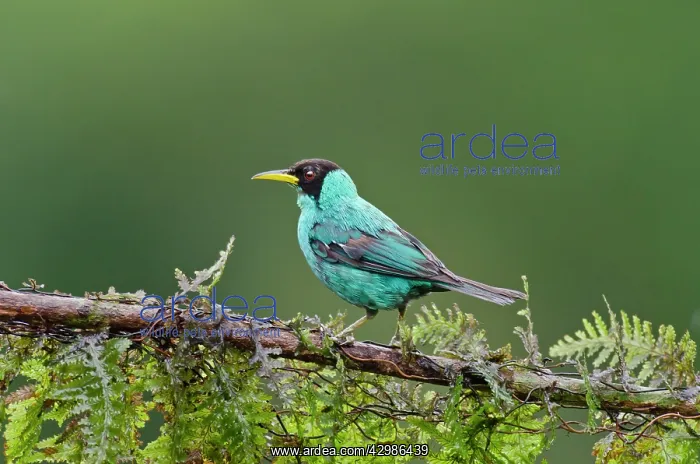 : Male Green Honeycreeper : Male Green Honeycreeper