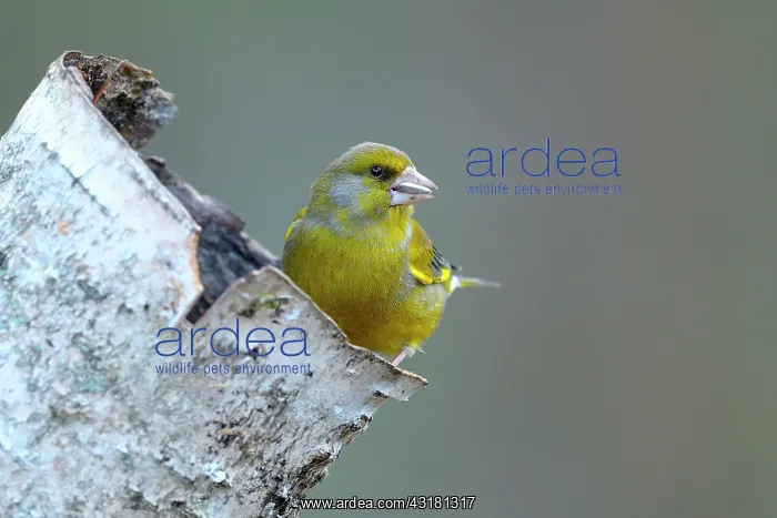 : Birch. Male Greenfinch (Carduelis chloris) is perched on a broken unidentified Birch : Birch. Male Greenfinch (Carduelis chloris) is perched on a broken unidentified Birch