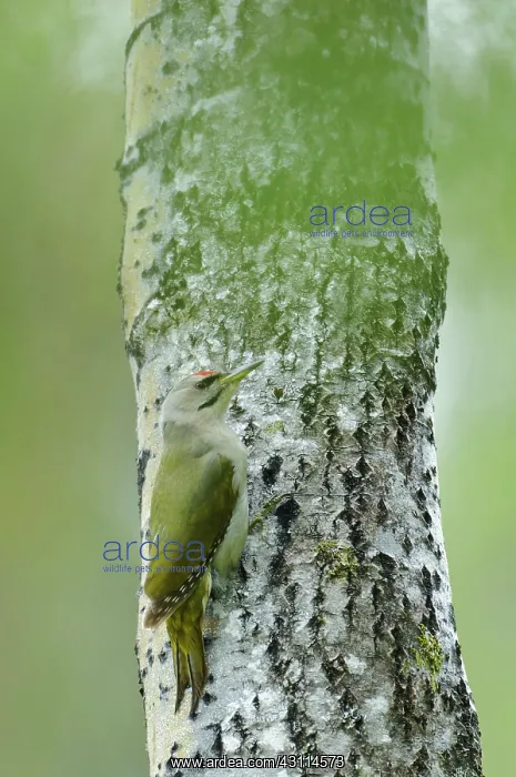 : Aspen. A male Grey-headed woodpecker (Picus canus) sitting on a Aspen tree : Aspen. A male Grey-headed woodpecker (Picus canus) sitting on a Aspen tree