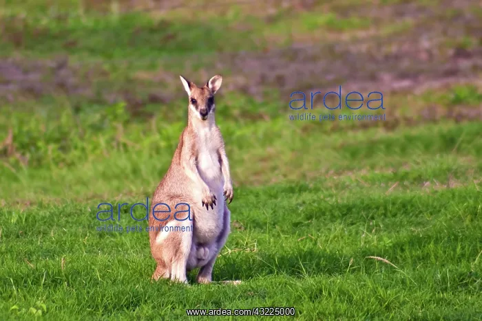 : A male Grey kangaroos (Macropus giganteus) : A male Grey kangaroos (Macropus giganteus)