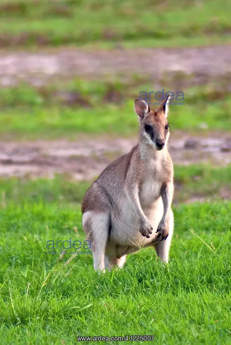 : A male Grey kangaroos (Macropus giganteus) : A male Grey kangaroos (Macropus giganteus)