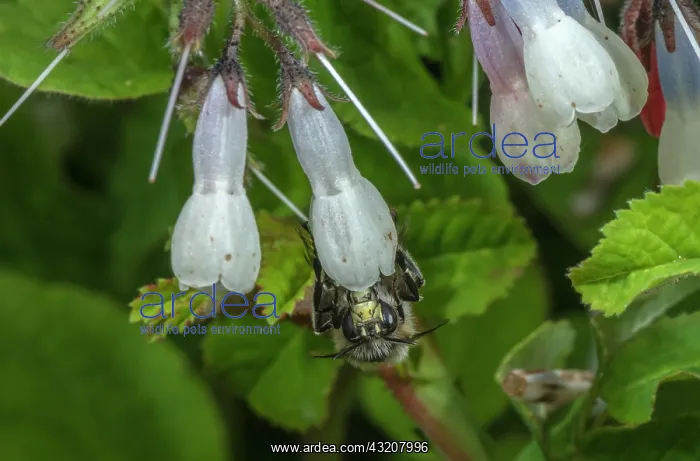 : Male Hairy-footed flower bee, Anthophora plumipe : Male Hairy-footed flower bee, Anthophora plumipe