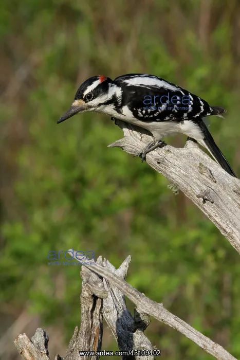 : Male Hairy Woodpecker : Male Hairy Woodpecker