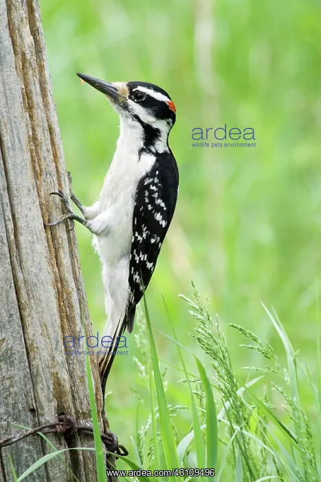 : Male Hairy Woodpecker : Male Hairy Woodpecker