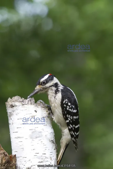 : Male Hairy Woodpecker : Male Hairy Woodpecker