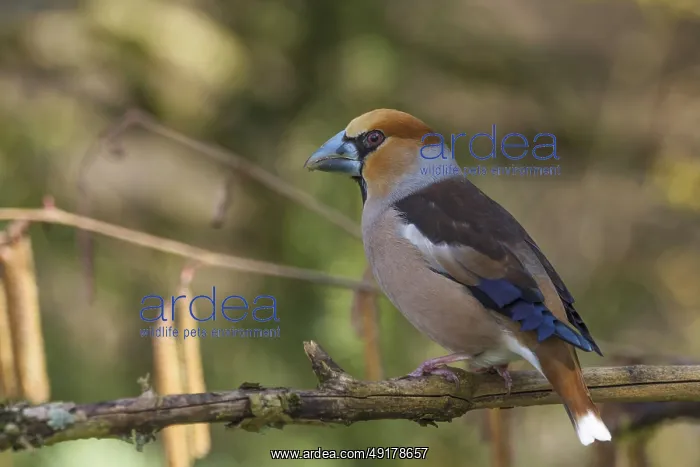 : A male hawfinch (Coccothraustes coccothraustes) with striking plumage sitting on a branch against a blurred background : A male hawfinch (Coccothraustes coccothraustes) with striking plumage sitting on a branch against a blurred background