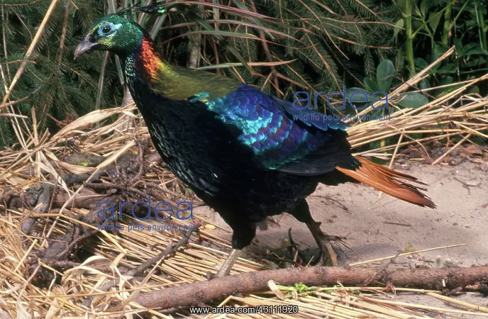 : Male Himalayan Monal : Male Himalayan Monal