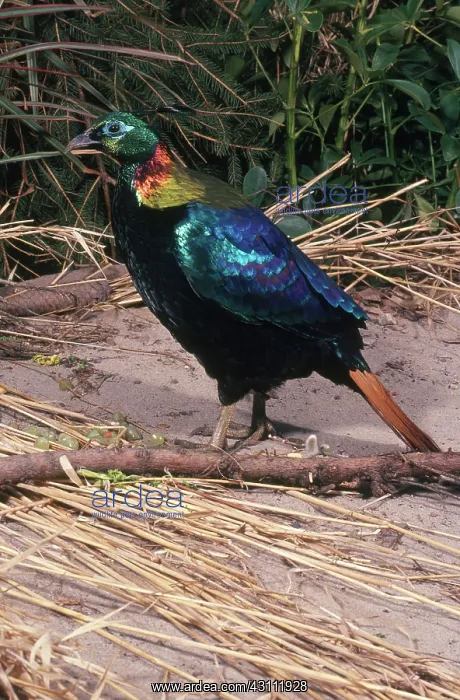 : Male Himalayan Monal : Male Himalayan Monal