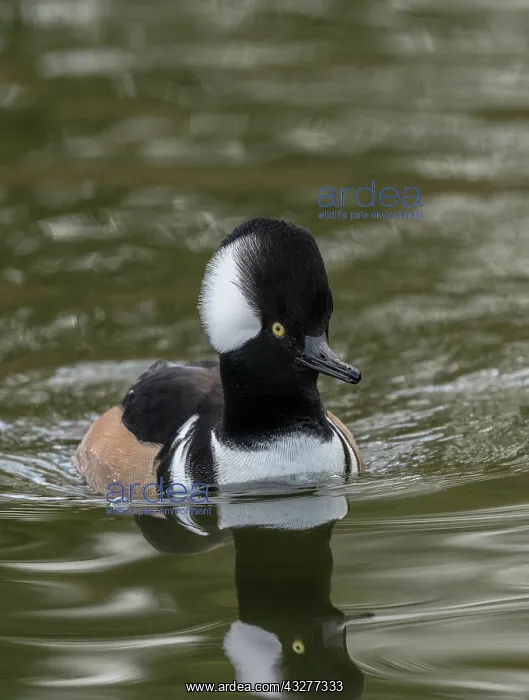 : Male Hooded Merganser, Lophodytes cucullatus, on : Male Hooded Merganser, Lophodytes cucullatus, on