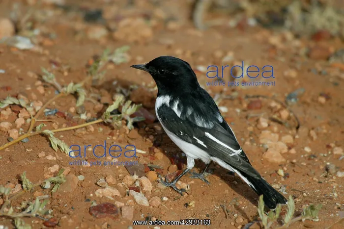 : Male Hooded Robin : Male Hooded Robin